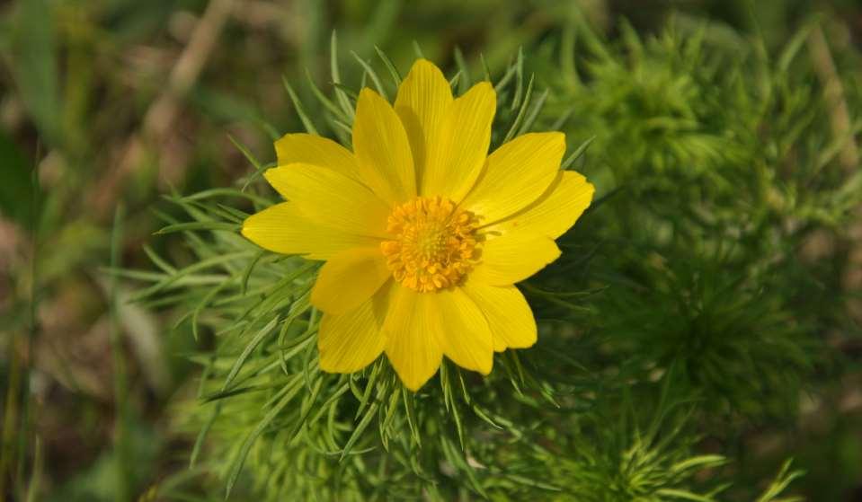 Adonis vernalis