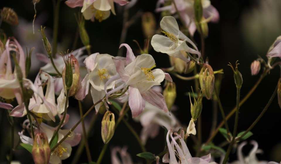 Aquilegia