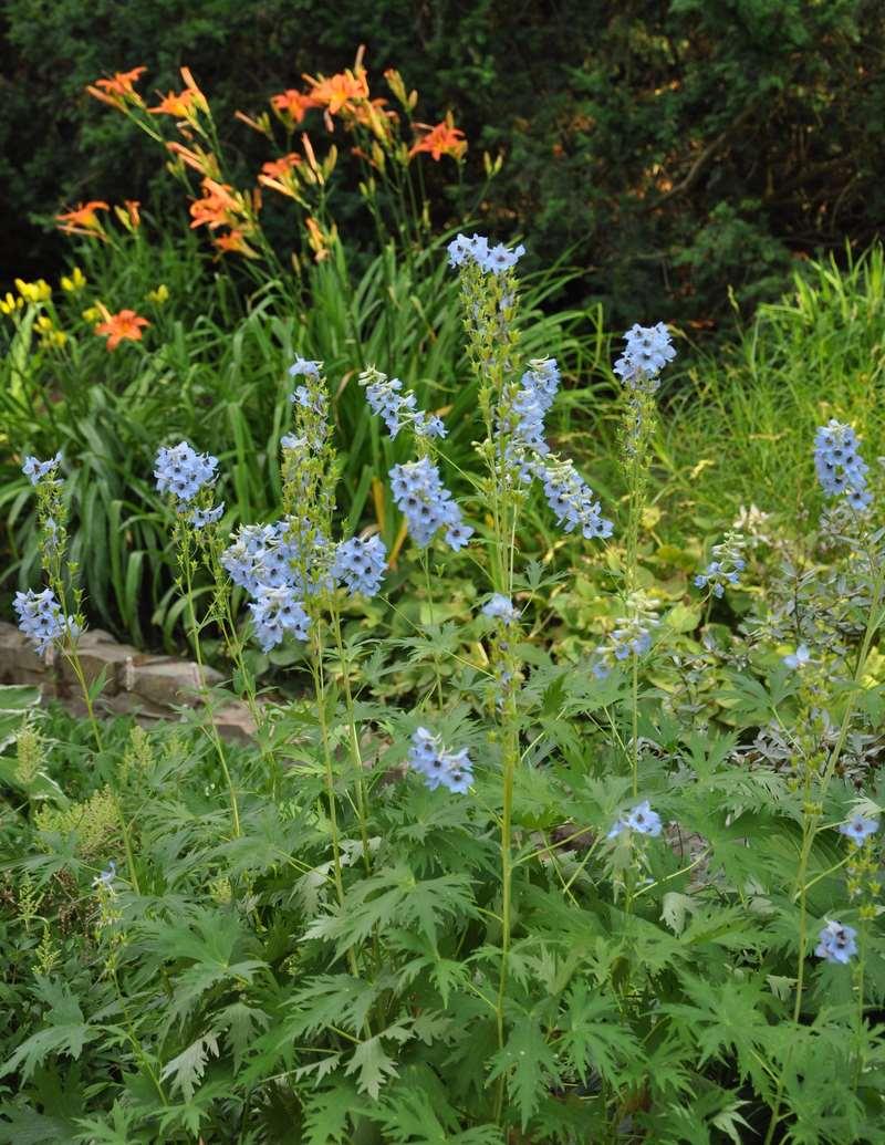 Delphinium