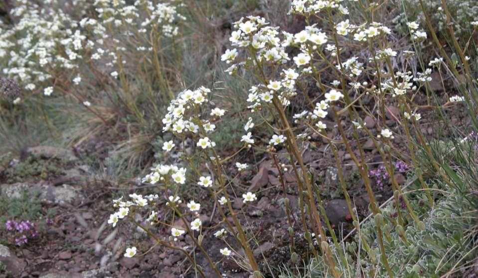 Saxifraga