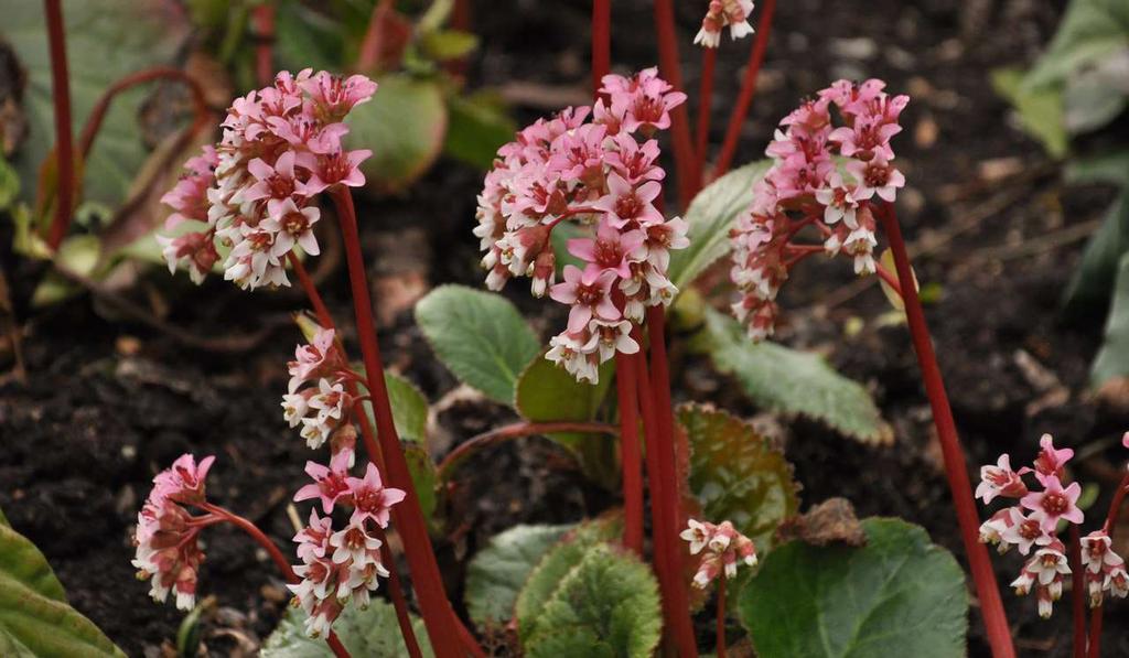 Bergenia ciliata