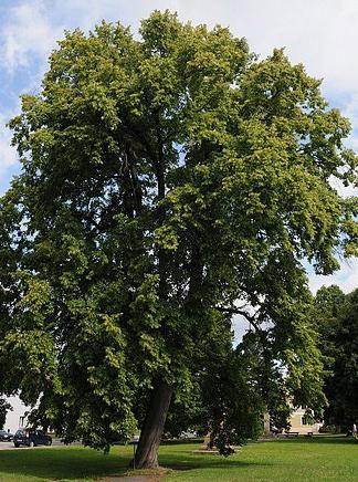 6. Sortiment navržených rostlin