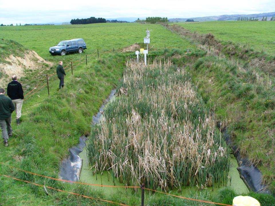 Čištění drenážních vod Bog burn, Nová Zéland, experimentální pastvina