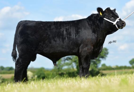 2012, IE251261710285 - skvělý původ - matka je jednou z nejplodnějších krav plemene Angus v Irsku - přímá sestra šampionkou v