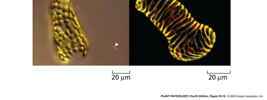 32 BR stimulují diferenciaci tracheid - modelový systém zinia (Zinnia elegans) Mezofylové buňky diferencují v tracheální elementy vlivem auxinů, GA a BR.