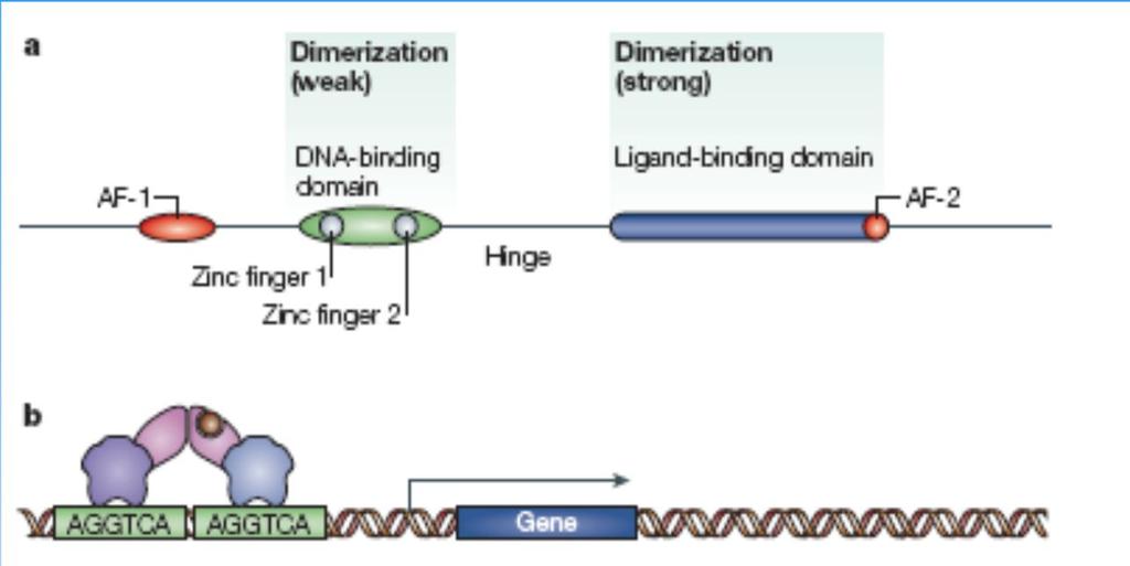 36 Princip fungování jaderného receptoru DBD 2 zinc fingers: 1. Poskytuje DNA-binding specificitu prostřednictvím P-boxu (5 aminokyselin) 2.