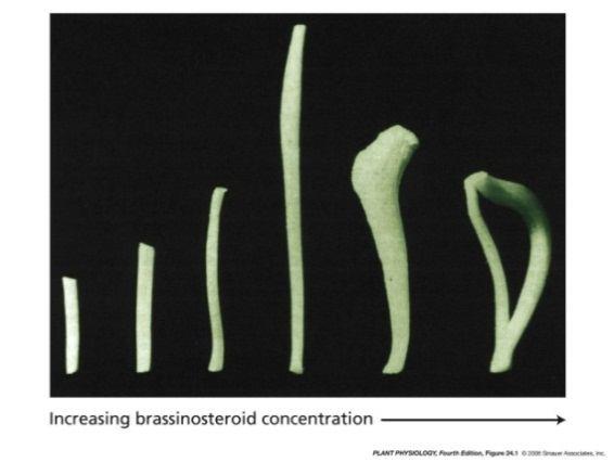 6 1979 brasinolid (BL) koncový produkt biosyntetické dráhy - stimuluje prodlužování stonku - stimuluje prodlužování kořene (nízké koncentrace) - inhibuje