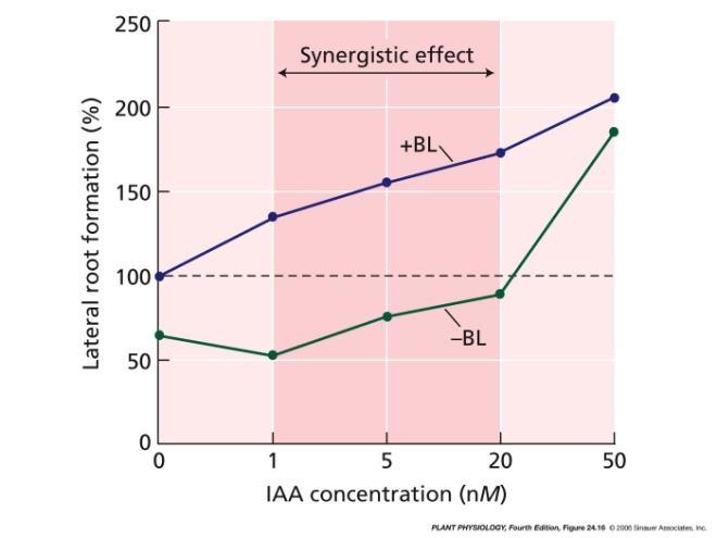 Prodlužování 2. internodu stonku fazole Brasinosteroidy a auxiny mají synergické účinky.