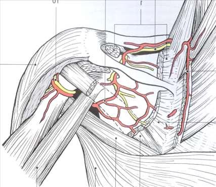 suprascapularis Foramen