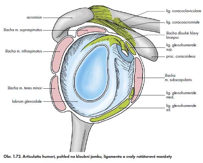 Grim, Naňka, Helekal: Atlas anatomie člověka I.