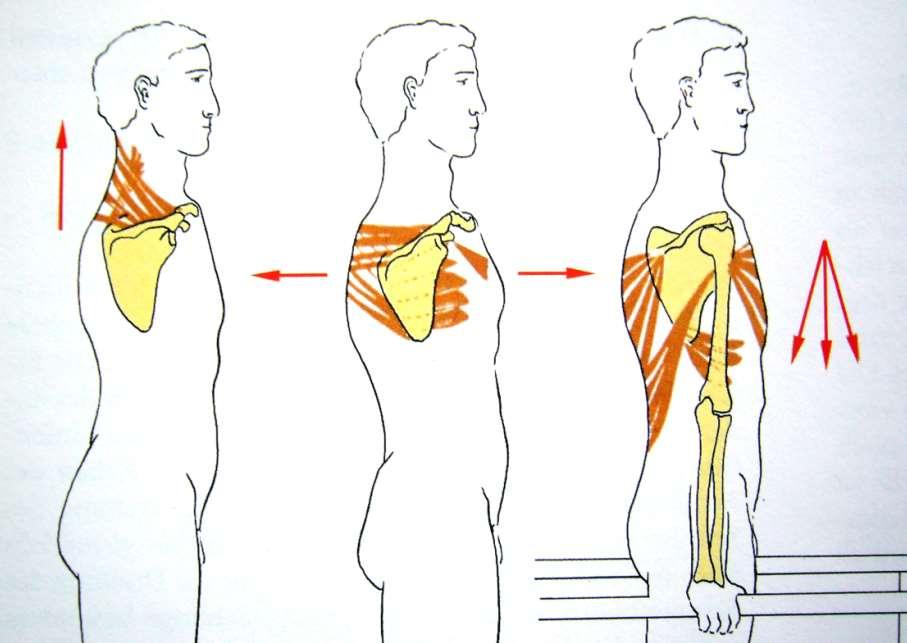 Poloha a směr tahu svalů, které pohybují lopatkou. M. trapezius a m. levator scapulae lopatku zvedají, střední část m. trapezius a mm.