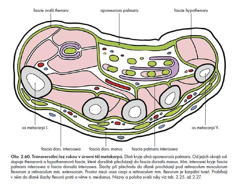 Grim, Druga et al., Základy anatomie 1.