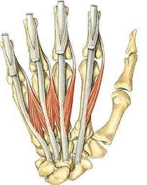 Chiasma tendinum flexor digitorum superficialis, flexor