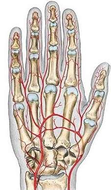 Cévy a nervy na dlaňové