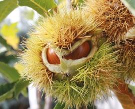 voľnokorenná / Juglans regia áno samoopelivý 15,00 17,50 3 Mars veľký