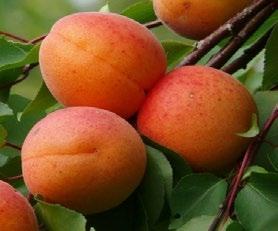 Plody sú oválne, veľké majú asi 90g. Ich farba je oranžová so silne červeným líčkom.