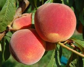 - Broskyňu v niektorých krajinách ľudia nazývajú aj perzským jablkom, hoci