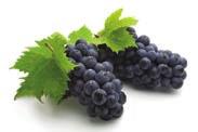 VINOBRANÍ Oslavy vinobraní se konají na podzim, zejména v září, po zahájení sklizně vinné révy a lisování prvních hroznů z nové úrody.