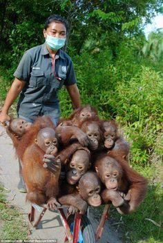 BORNEO: Bohužel zrovna na Borneu jsou vcelku ideální podmínky pro