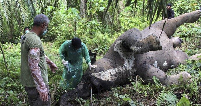 Plantážníci jsou ochotni za odstřel orangutana zaplatit až dva tisíce