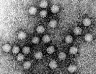 5. Neobalené DNA viry Parvoviry Nejmenší DNA viry, měří jen kolem 20 nm (latinsky parvus = malý) Jsou velice odolné vůči vnějšímu prostředí Parvovirus B19