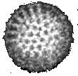 6. Neobalené RNA viry: Reoviridae Rotaviry Čeleď Reoviridae obsahuje více virů, ale nejvýznamnější jsou rotaviry. Ty dostaly název od svého kulatého tvaru.