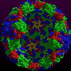 Rhinovirus noso-virus Rhinoceros