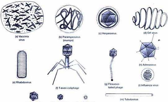 Různé tvary virů http://vietsciences.free.fr/khaocuu/nguyenlandung/virus01.