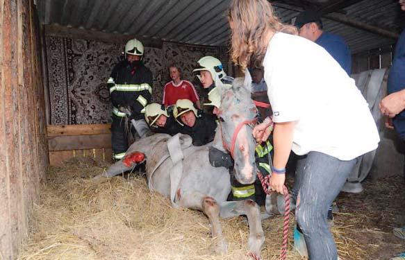 zajímavost Zraněný kůň zaměstnal smíchovské hasiče Hasiči ze stanice Smíchov byli ve středu