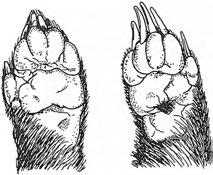 Při stopování musíme vědět, že s to py předních končetin jsou asi o 0,5 em širší než zadní a vnitřní prsty končetin (palce) se otiskují v porovnání s ostatními prsty vice vzadu.