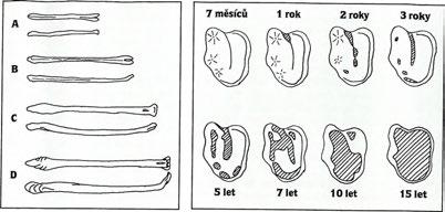 Schéma obrusu pravé horní U mladých jedinců je délka této kosti 64,8-70,0 mm, šířka 3,6-4,0 mm stoličky (M 1) a hm otnost asi 0,68 g. jezevce Adekvátní samičí kůstka (os d ito rídis), známá např.