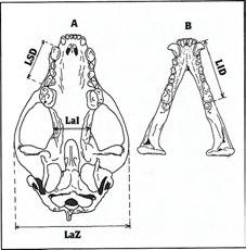 V horní i dolní čelisti je jich na obou stranách stejný počet. Zubní vzorec mléčného chrupu je: 3.1.4 = 32 zubů 3.1.4 Řezáky mléčného chrupu jezevců se prořezávají na obou čelistech ve věku pěti týdnů.