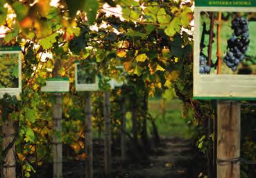 Pak se nechte pozvat na naučnou vinici za Moravským sklípkem, kde jsme v roce 2001 vysadili devatenáct starých odrůd révy vinné.
