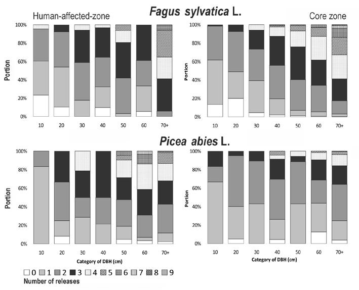 Počet disturbančních událostí v dendrochronologickém záznamu pulzující