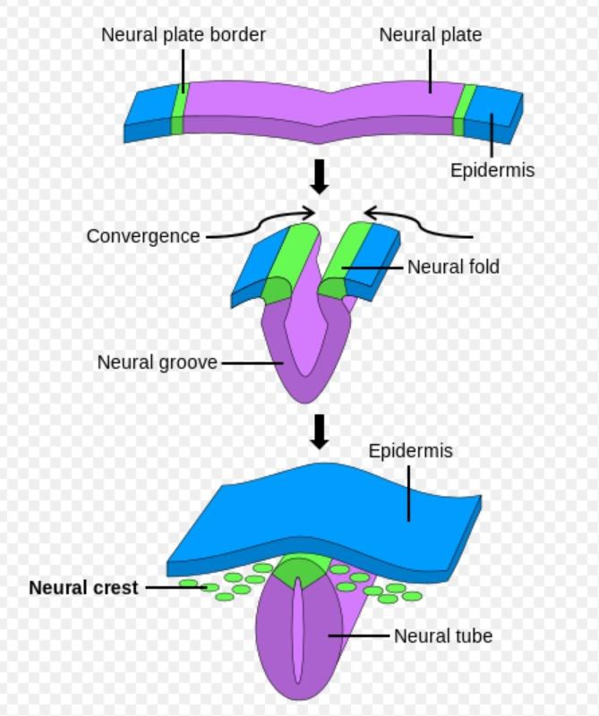 Neuroektoderm specializovaná vrstva, ze které během embryonálního vývoje vzniká nervový systém a některé další buňky, tkáně a orgány neurální