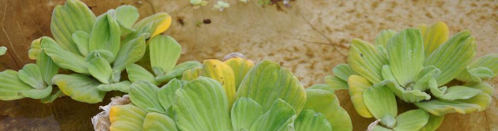 Řád Alismatales Čeleď Araceae(áronovité)* Pistia