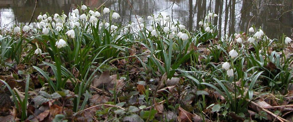 Řád Asparagales, Čeleď Amaryllidaceae* Podčeleď Amaryllidoideae (amarylkovité) vytrvalé byliny s cibulemi, nebo oddenky listy užší