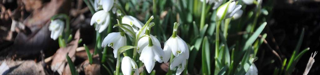 Řád Asparagales, Čeleď Amaryllidaceae Podčeleď