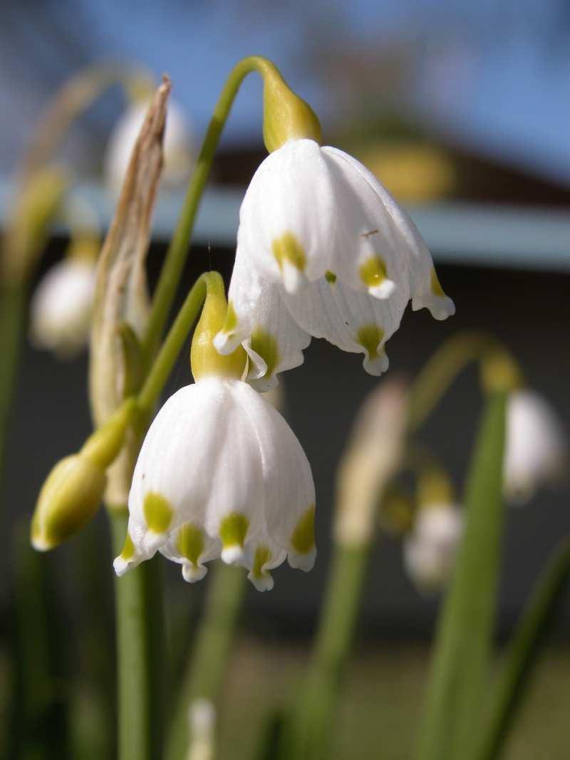 Řád Asparagales, Čeleď Amaryllidaceae Podčeleď Amaryllidoideae (amarylkovité)* Leucojum aestivum