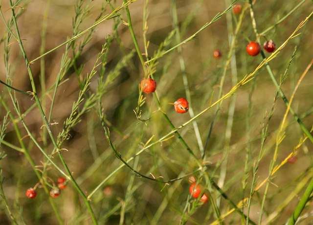 Řád Asparagales, Čeleď Asparagaceae Podčeleď Asparagoideae (chřestovité) byliny s oddenkem lodyha rozvětvená, listy blanité až šupinovité v jejich úžlabí vyrůstají ve svazečcích četná