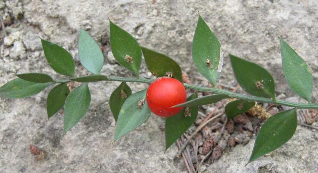 Řád Asparagales, Čeleď Asparagaceae Podčeleď Nolinoideae** Ruscus aculeatus