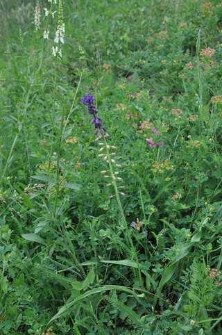 Řád Asparagales, Čeleď Asparagaceae Podčeleď Scilloideae( hyacintovité )* na výslunných stráních v teplých oblastech najdeme původní druhy modřenců: Muscari