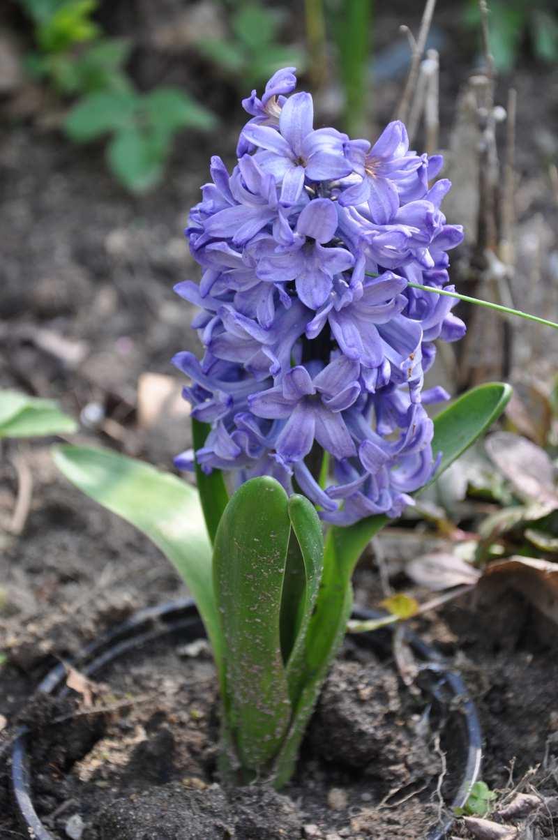 Řád Asparagales, Čeleď Asparagaceae Podčeleď Scilloideae( hyacintovité )* mezi