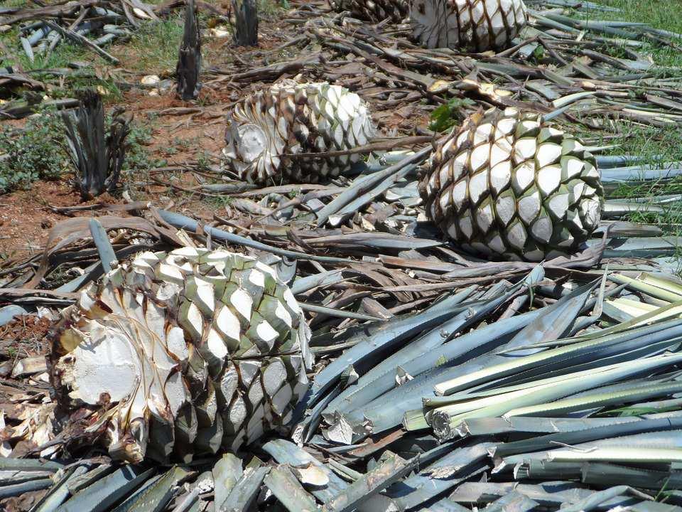 Řád Asparagales, Čeleď Asparagaceae Podčeleď Agavoideae (agávovité) Agavesisalana (agáve sisalová) původní na Yucatanu, listy jsou surovinou pro textilní průmysl (sisal) z dužnatého kmínku s vysokým