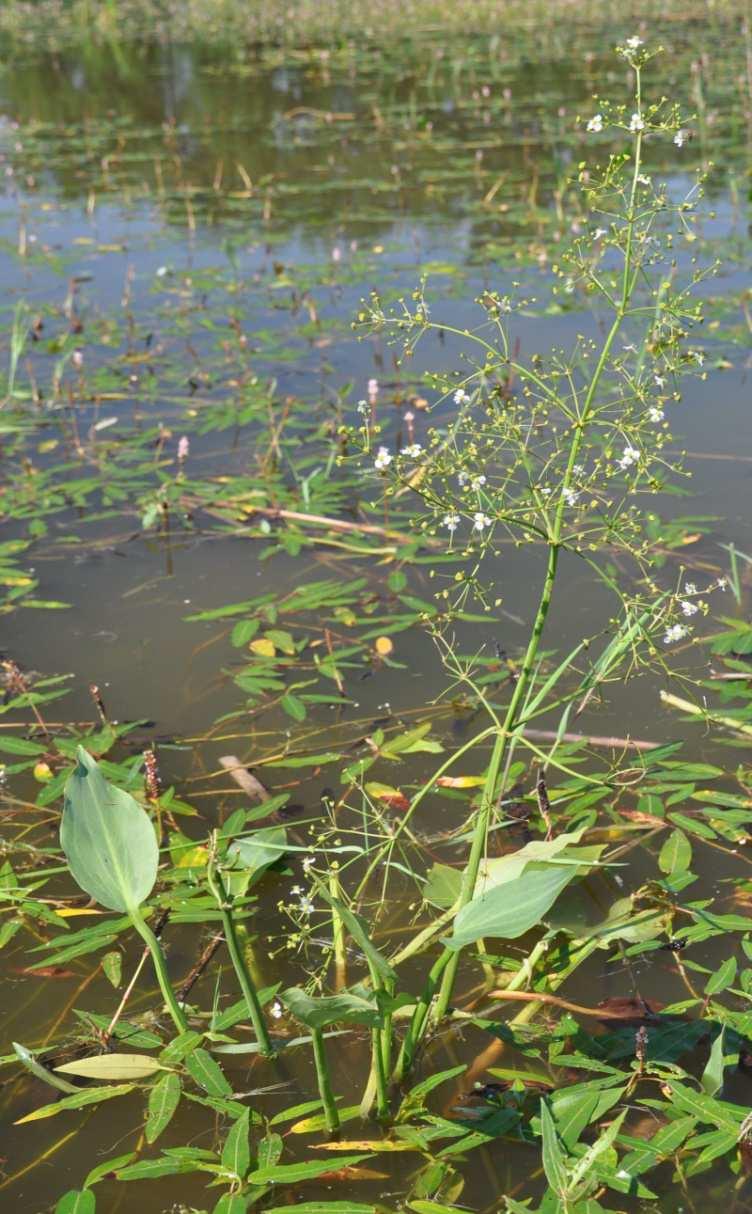 Řád Alismatales Čeleď Alismataceae(žabníkovité)* Alisma