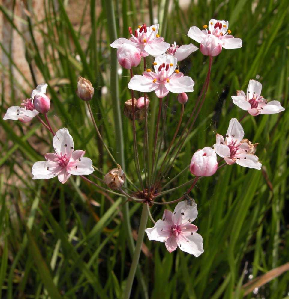 Řád Alismatales* Čeleď Butomaceae (šmelovité) mokřadní byliny listy přízemní, čárkovité na bázi trojboké květenstvím je šroubel rozšíření: subtropy a