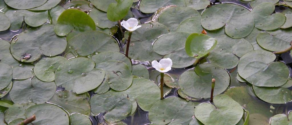 Řád Alismatales Čeleď Hydrocharitaceae(voďankovité)* Hydrocharis morus-ranae (voďanka žabí) ve vodě se vznášející