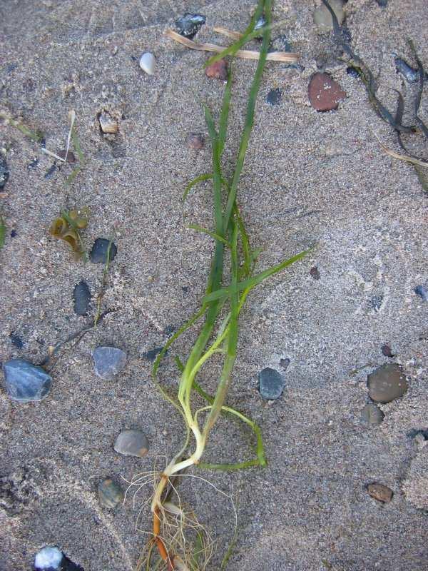 Řád Alismatales** only marine see grasses Zosteraceae distribution: temperate and subtropical waters, 2/14 Posidoniaceae distribution: Mediterranean, temperate