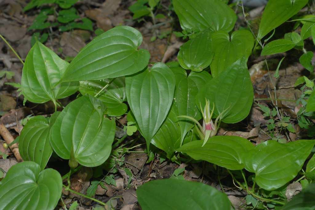 Řád Pandanales** Family Stemonaceae herbaceous plants distribution: China and Japan to Au