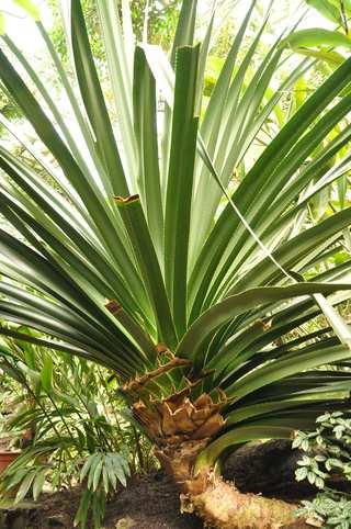 Řád Pandanales Čeleď Pandanaceae (pandánovité) dřeviny s chůdovitými kořeny nebo liány trojřadě ostře pilovité listy, které někdy tvoří chochol na